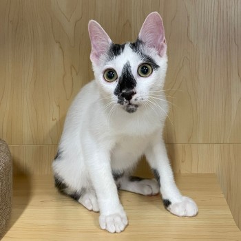 Oreo